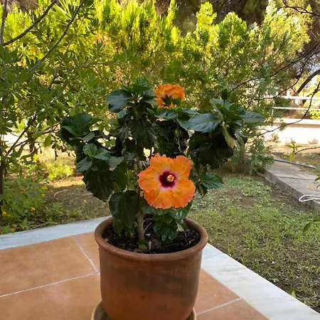 Holiday home Dacha Na - Summer By The Sea *